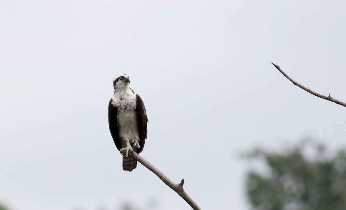 Osprey (carolinensis) - Jay McGowan