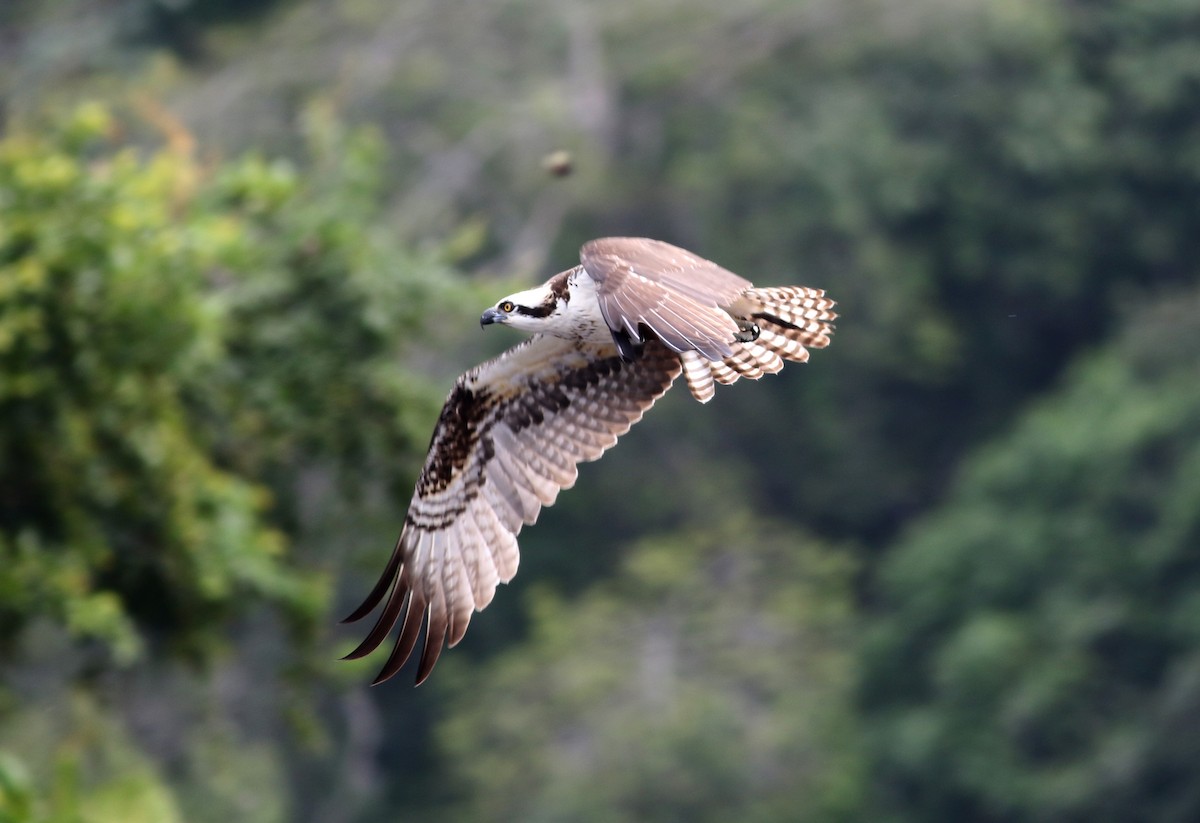 Osprey (carolinensis) - Jay McGowan