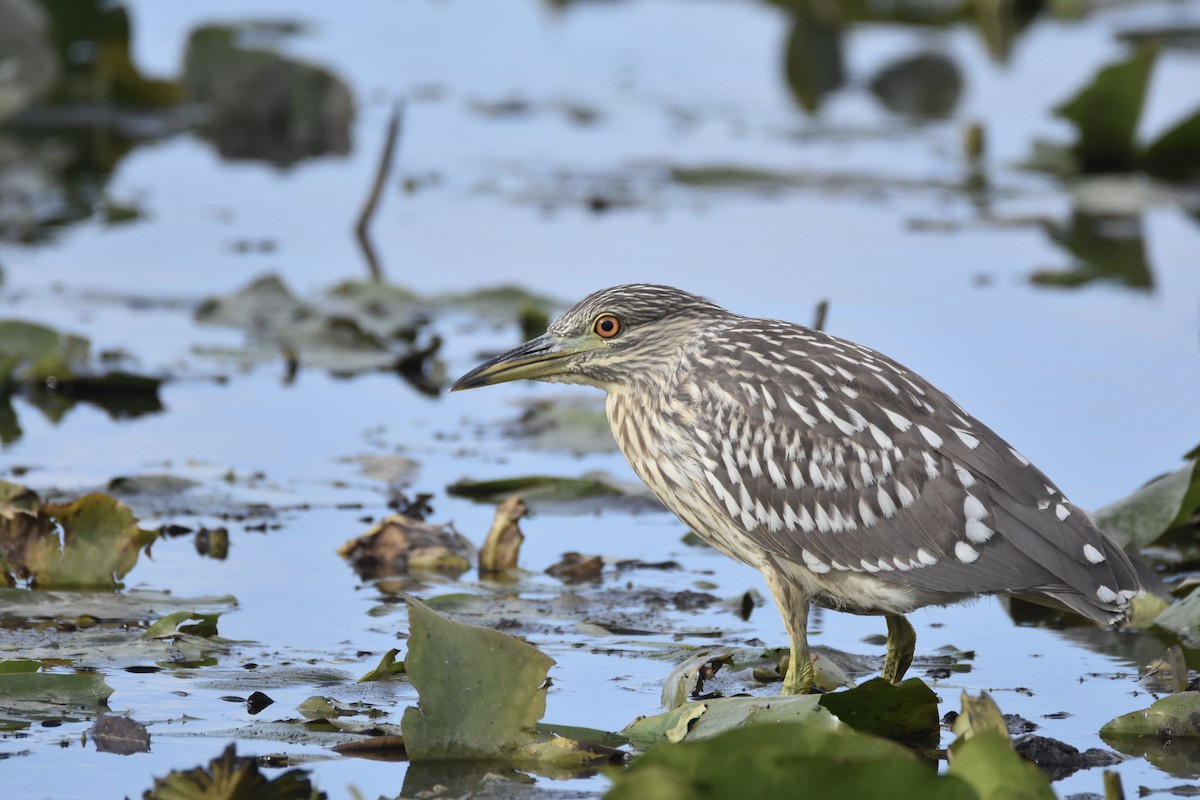 Black-crowned Night Heron - Luke Berg