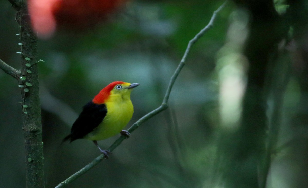 Wire-tailed Manakin - Jay McGowan