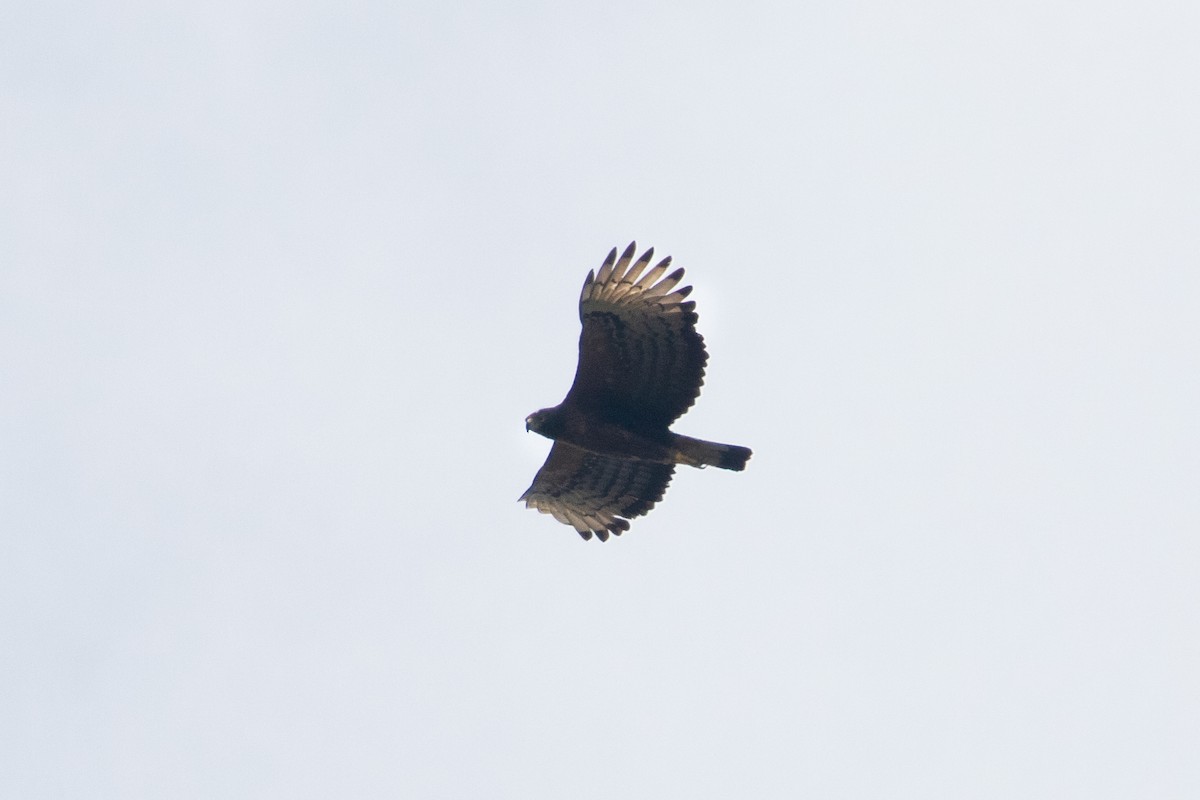 Black-and-chestnut Eagle - Thibaud Aronson