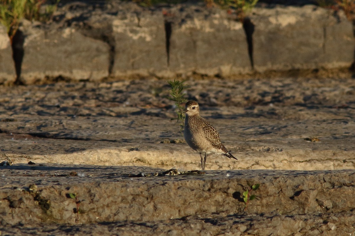 American Golden-Plover - ML263543541