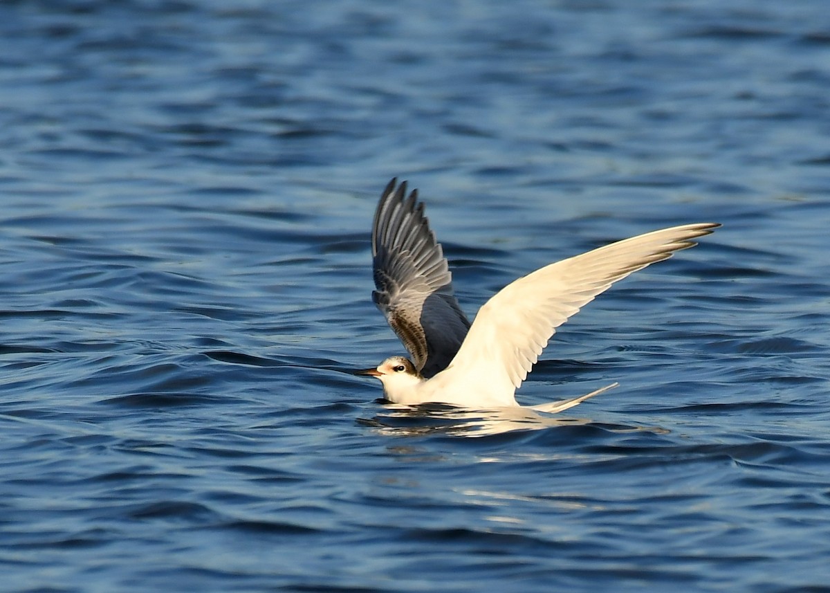 Common Tern - ML263544161