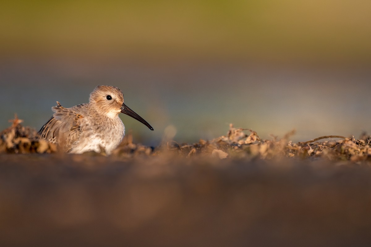 Dunlin - Kyle Tansley