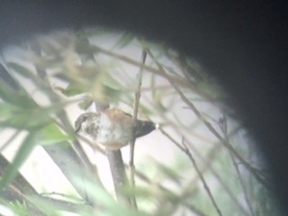 Rufous Hummingbird - ML263545781