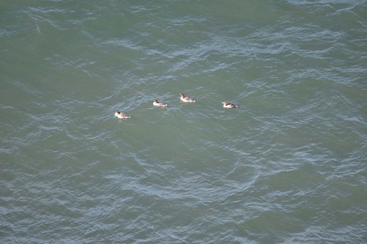 Хумхин бохио - ML263546231