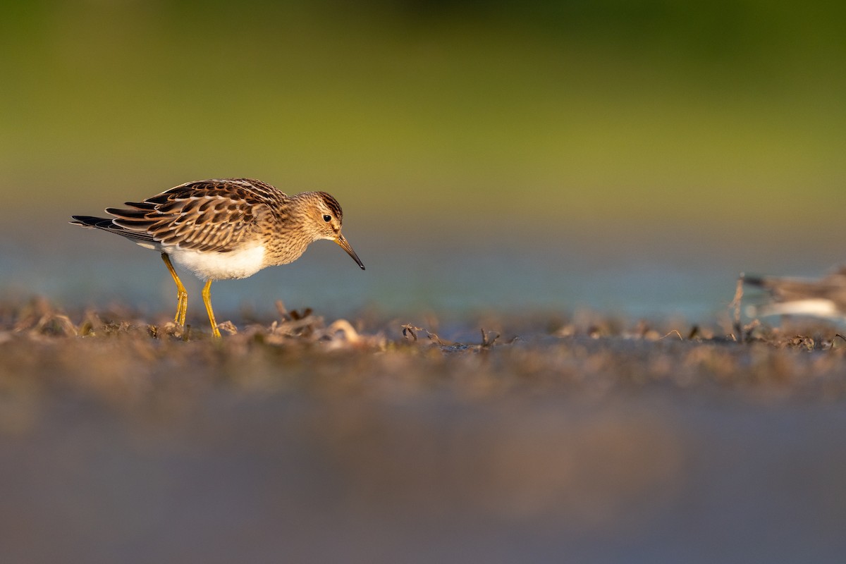 Pectoral Sandpiper - ML263547491