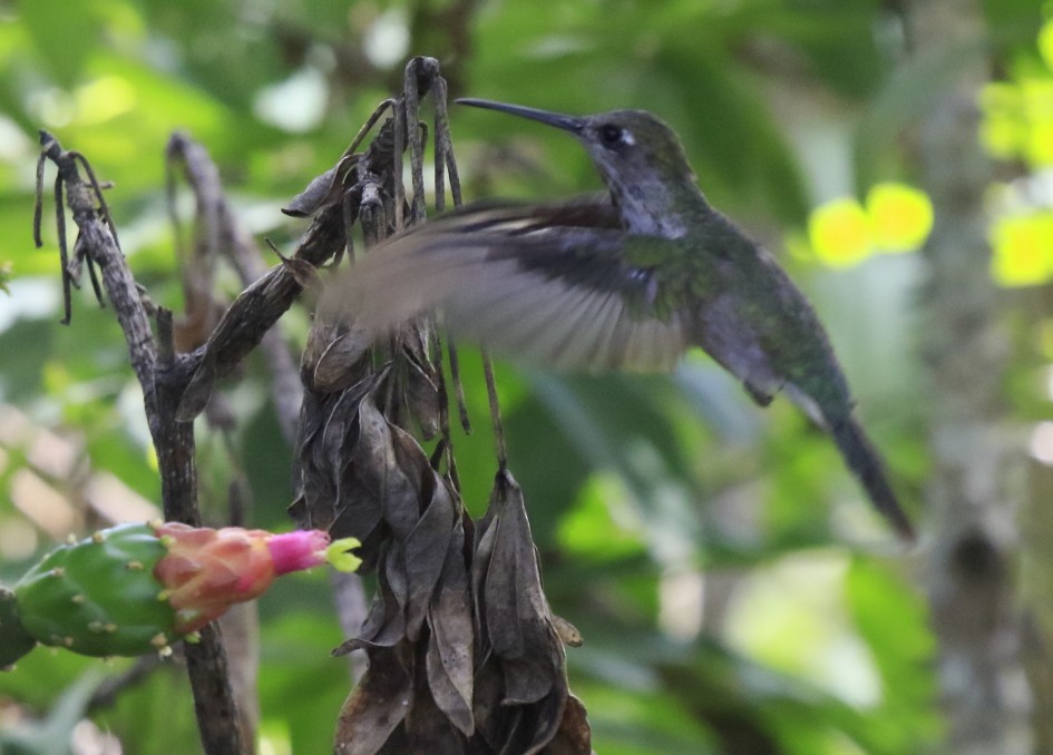 Outcrop Sabrewing - ML26354851