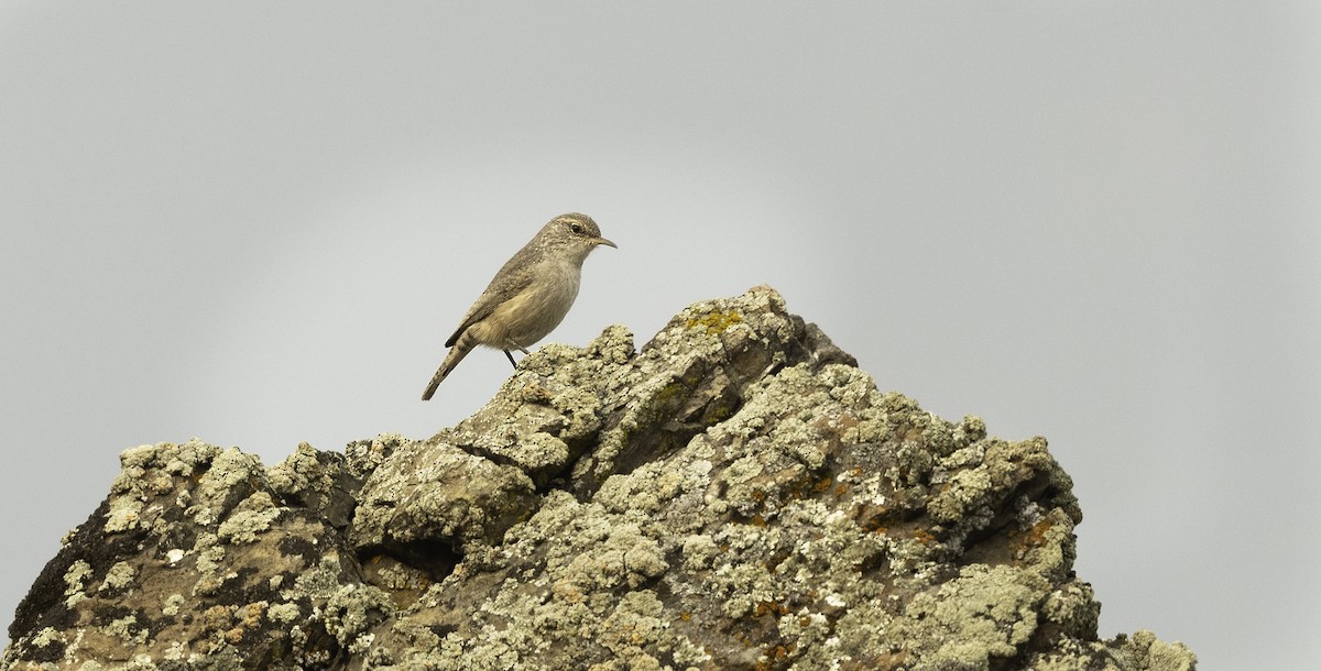 Rock Wren - ML263549021