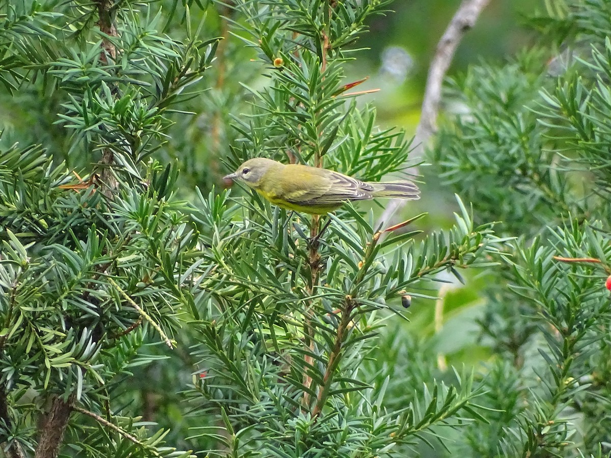 Prairie Warbler - ML263549081