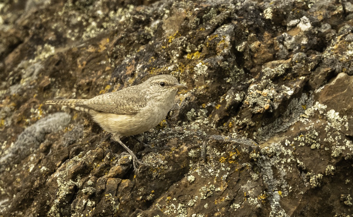 Rock Wren - ML263549101