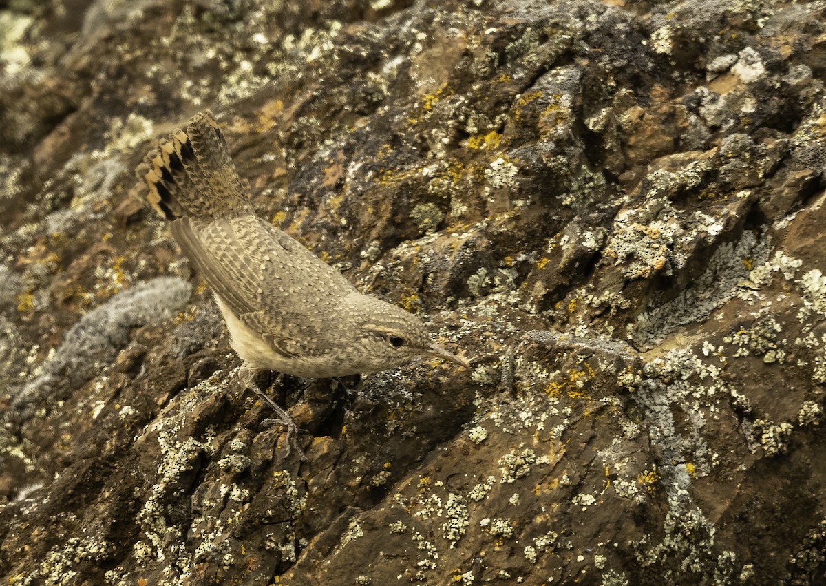 Rock Wren - ML263549131