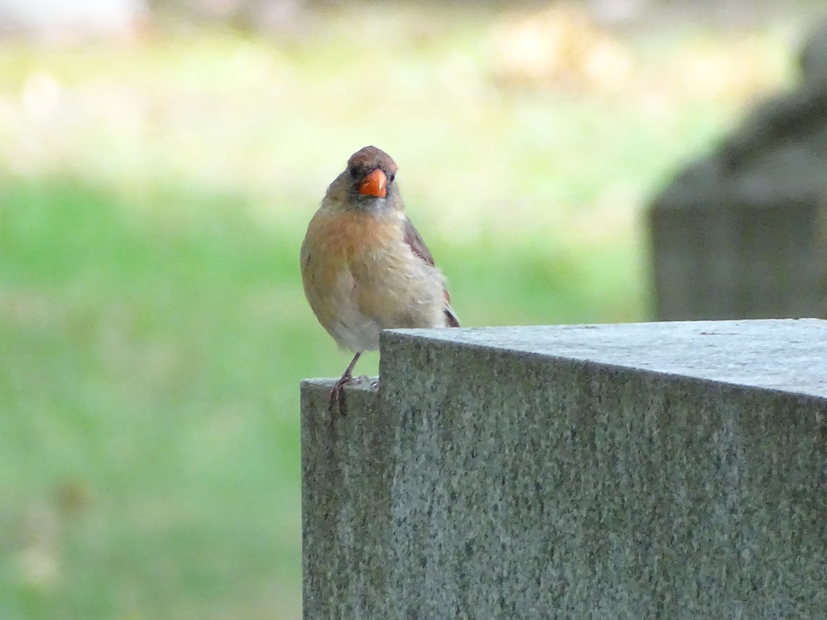 Northern Cardinal - ML263549241