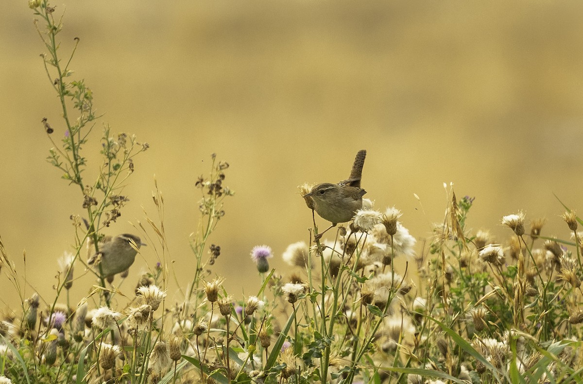 Marsh Wren - ML263550481