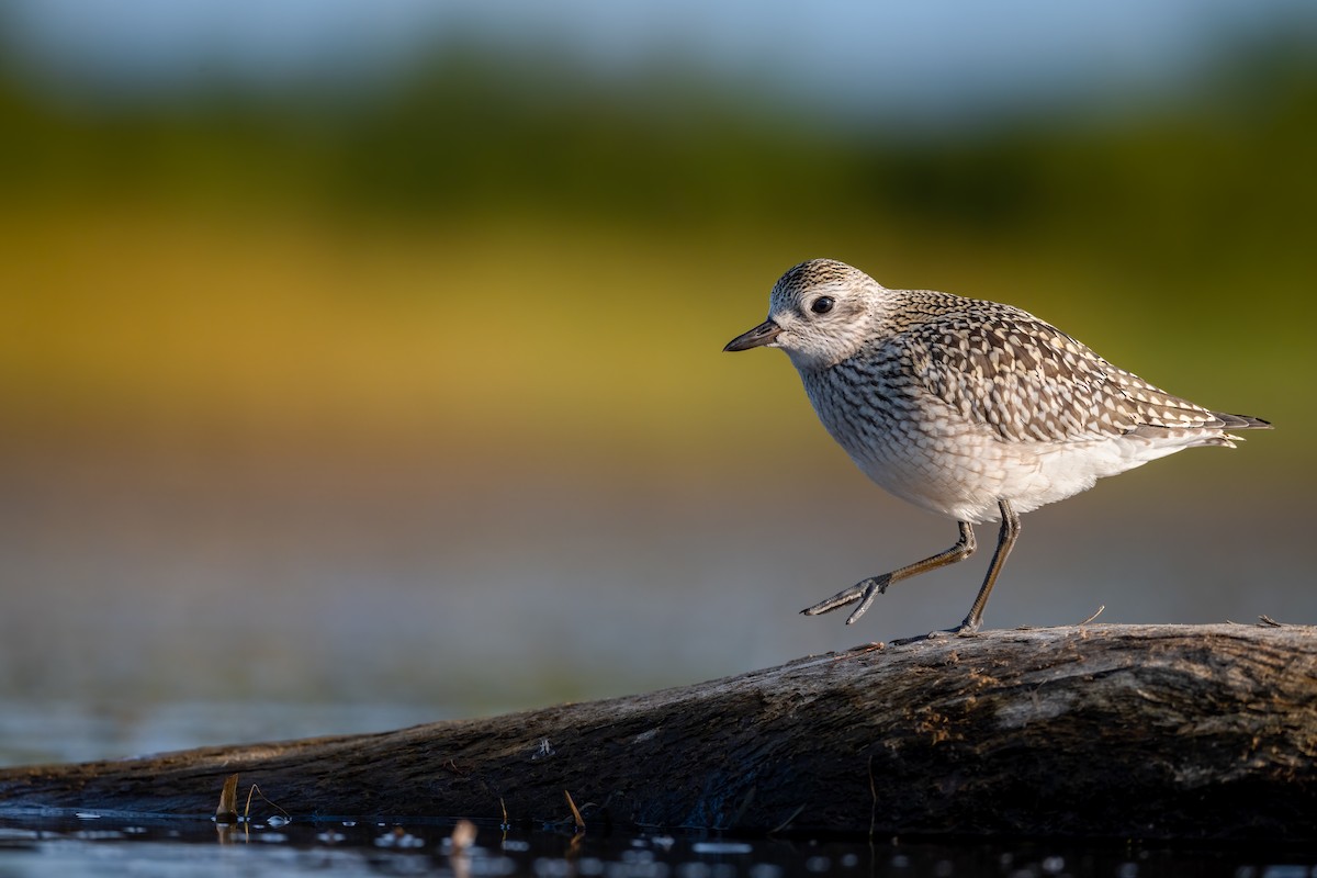 Black-bellied Plover - ML263550681