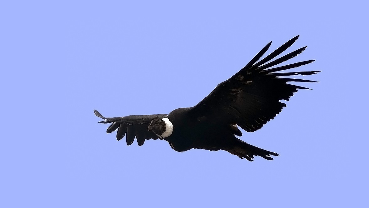 Condor des Andes - ML263551271