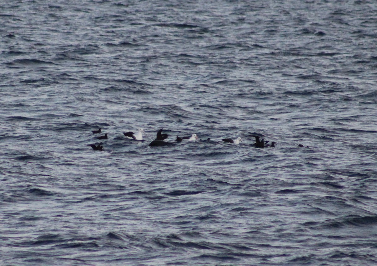 Northern/Southern Royal Albatross - ML263552261