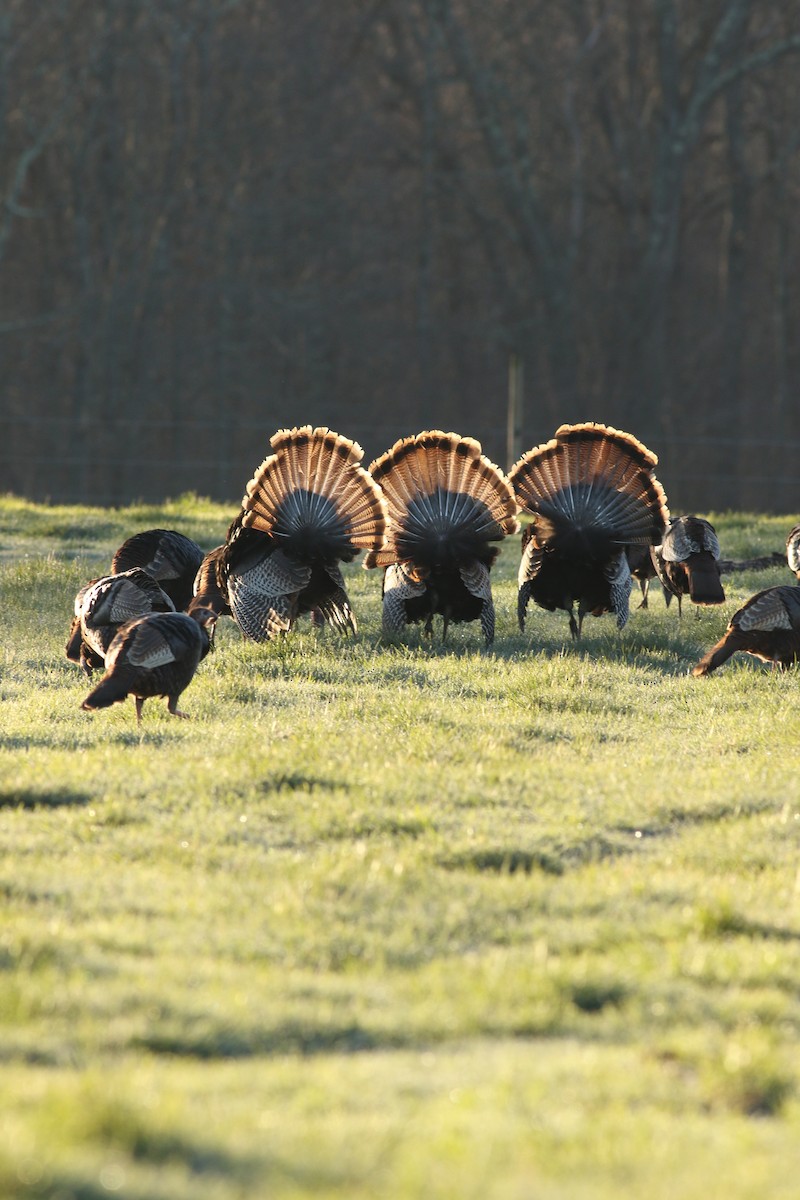 Wild Turkey - Jonathan Eckerson