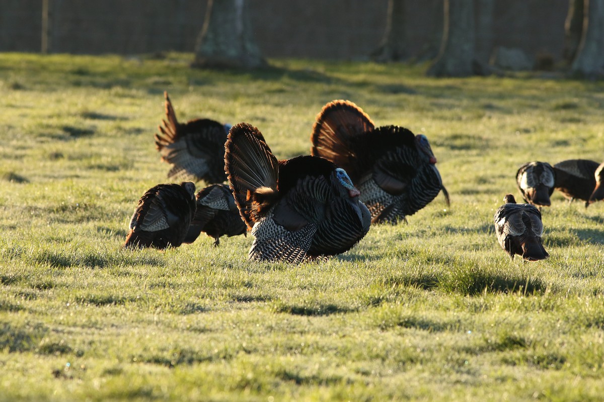 Wild Turkey - Jonathan Eckerson