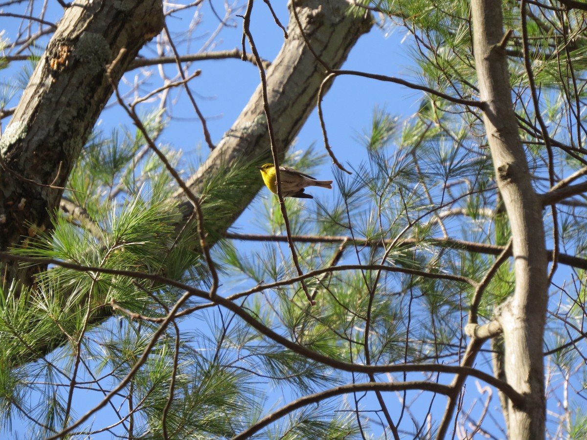 Pine Warbler - ML26355521