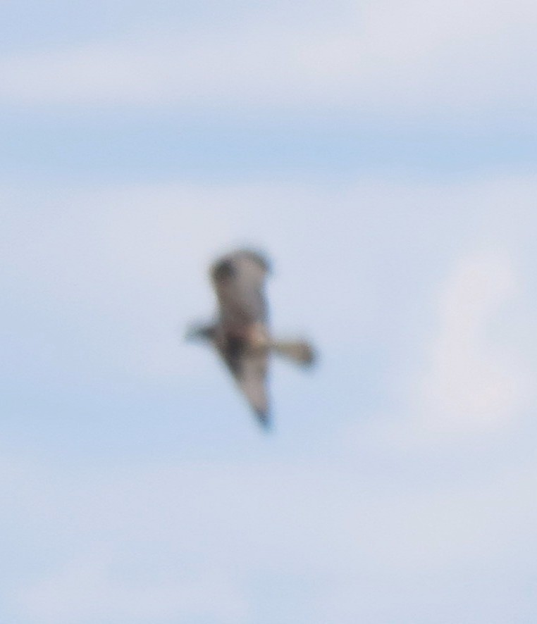 Rough-legged Hawk - ML26355641