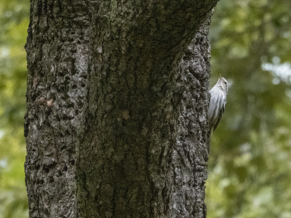 Black-and-white Warbler - ML263557311
