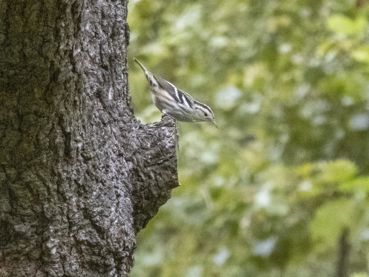 Black-and-white Warbler - ML263557331