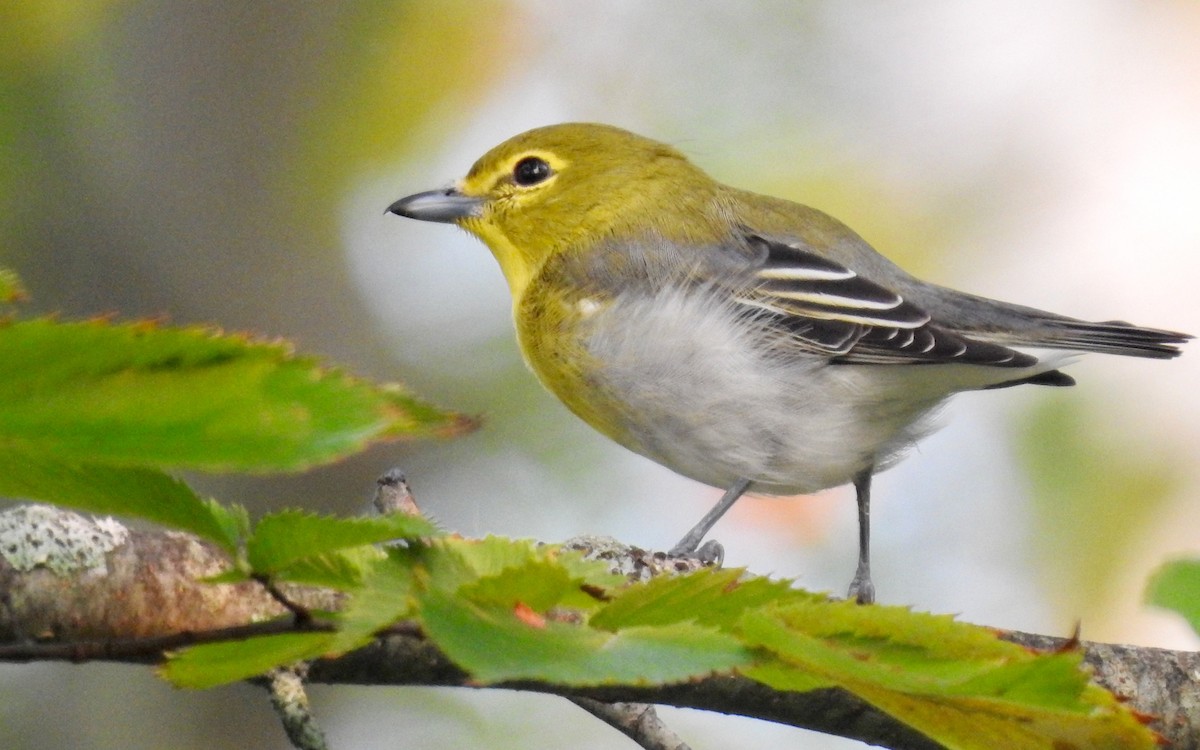 Yellow-throated Vireo - ML263557841