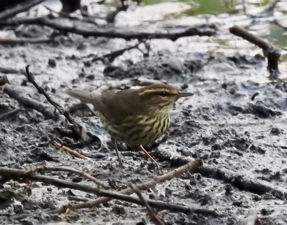 Northern Waterthrush - ML263558941