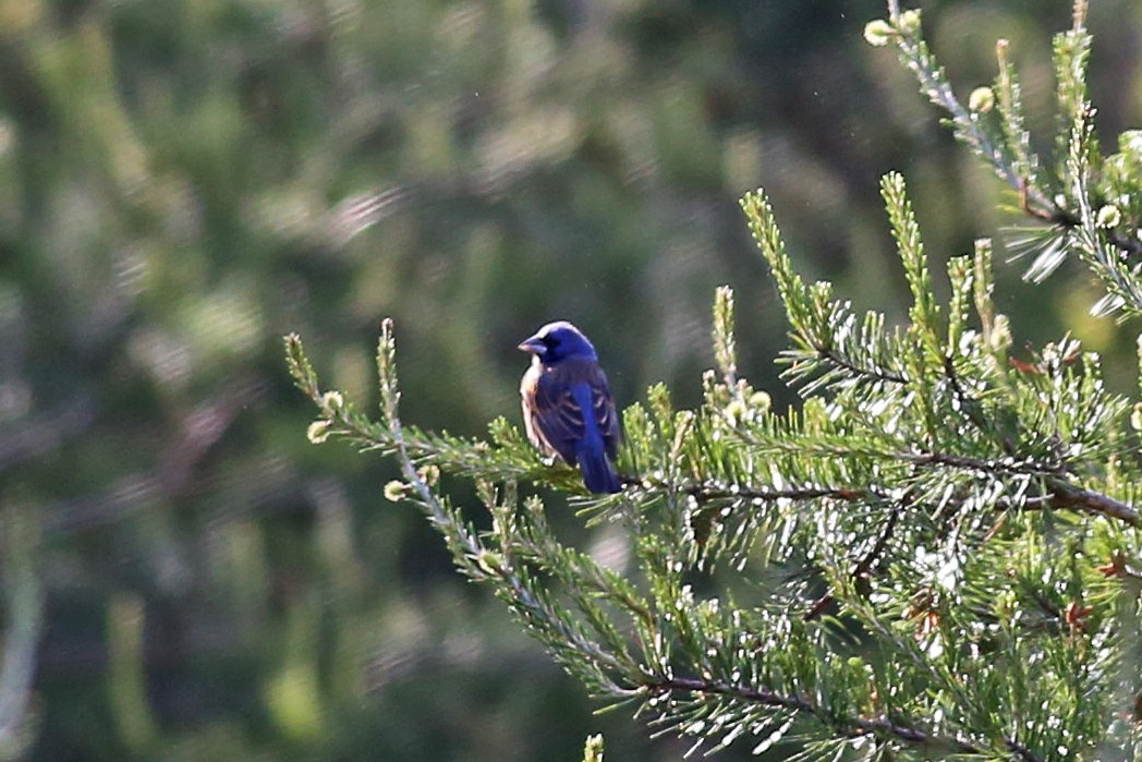 Blue Grosbeak - ML26356021