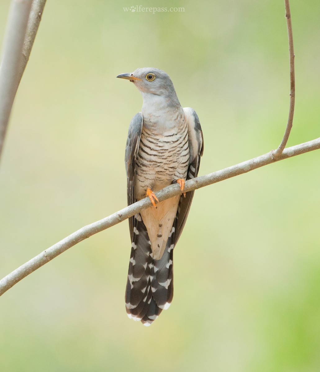 Himalayan Cuckoo - ML26356471