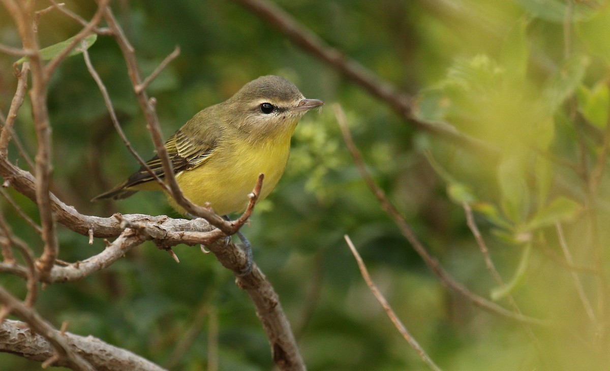 Philadelphia Vireo - ML263566771