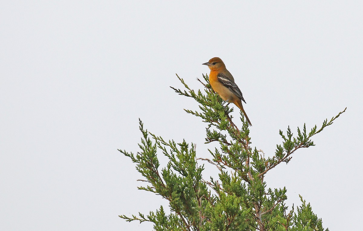 Baltimore Oriole - ML263567041