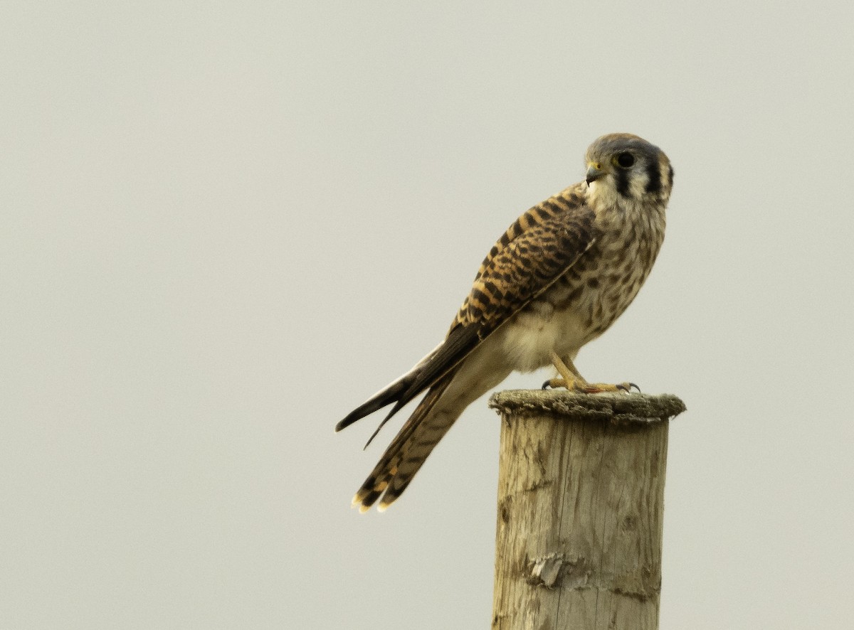 American Kestrel - ML263568591