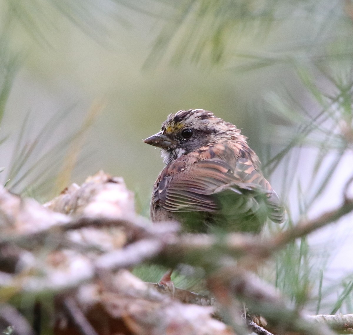 White-throated Sparrow - Loren Kliewer