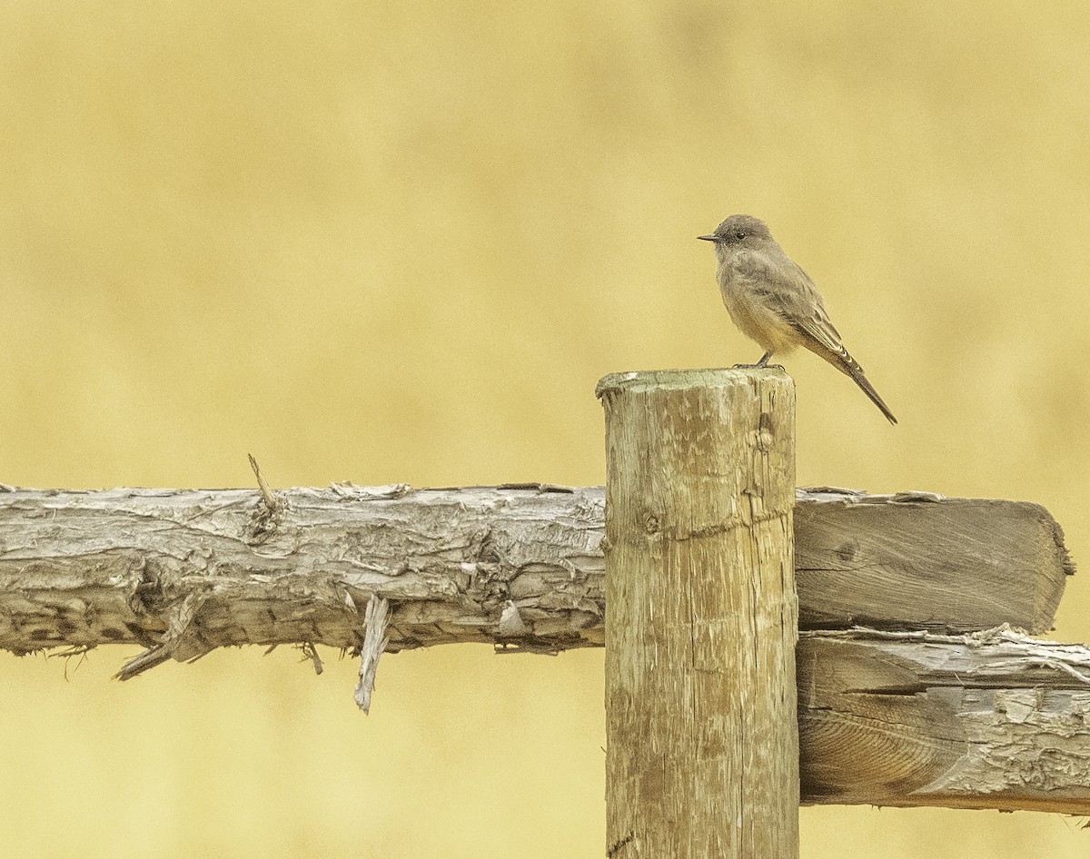 Say's Phoebe - ML263569911
