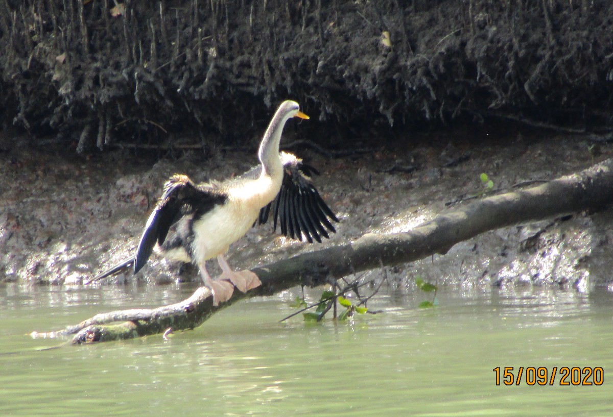 Australasian Darter - ML263570331