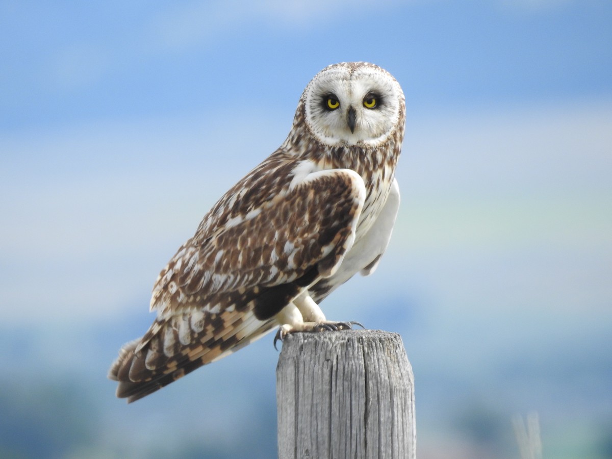Short-eared Owl - ML263571161
