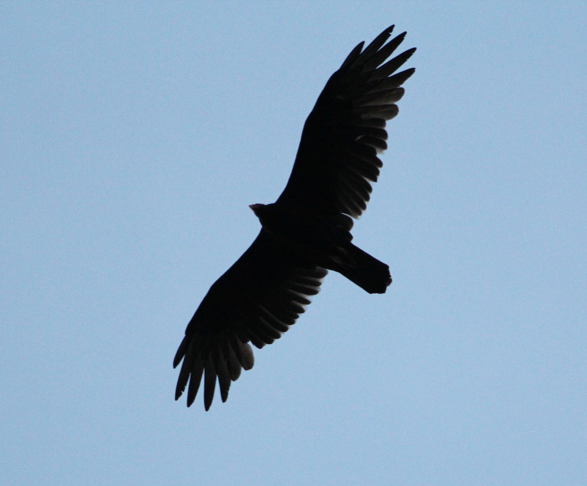 Turkey Vulture - ML263573681