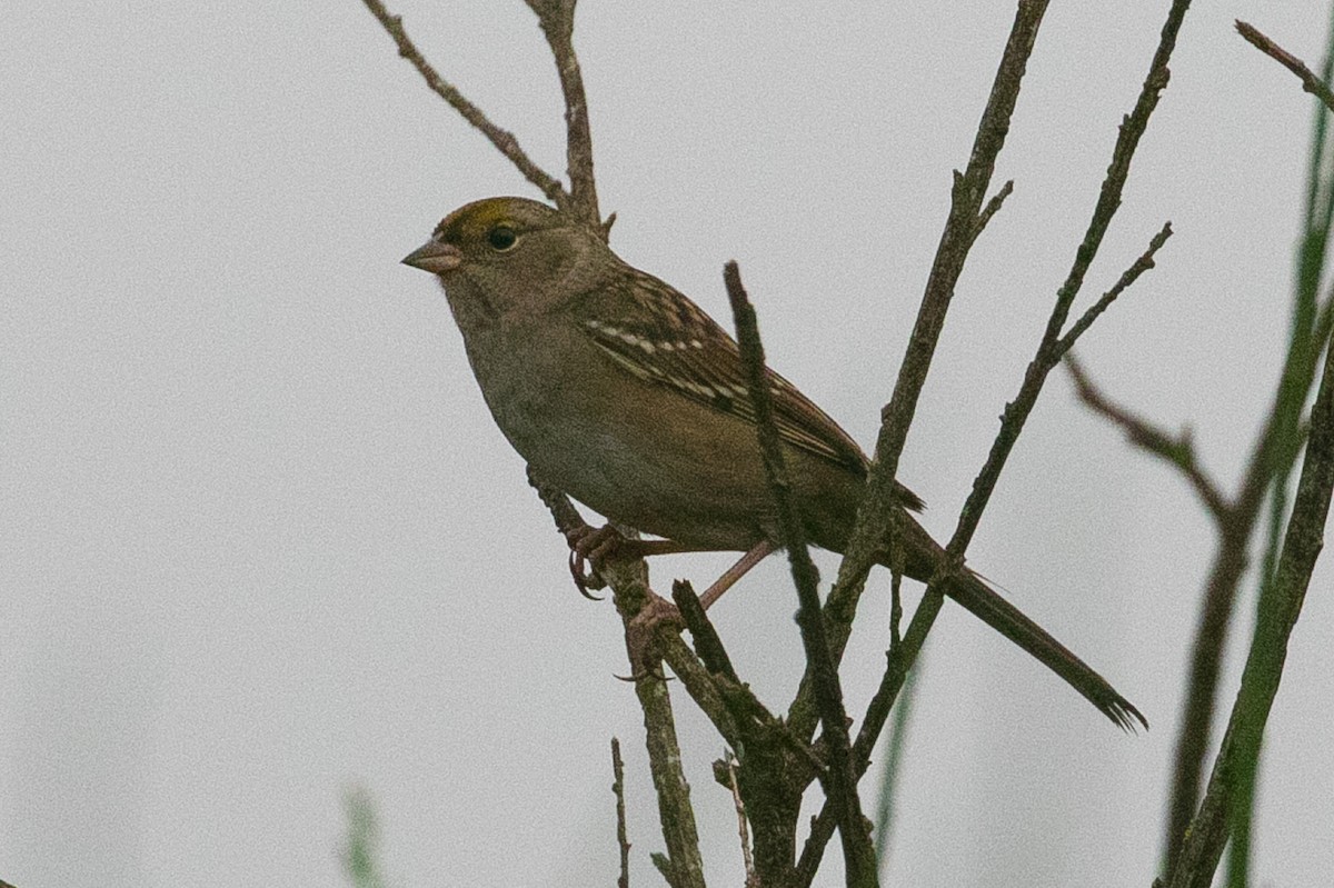 Golden-crowned Sparrow - ML263574671