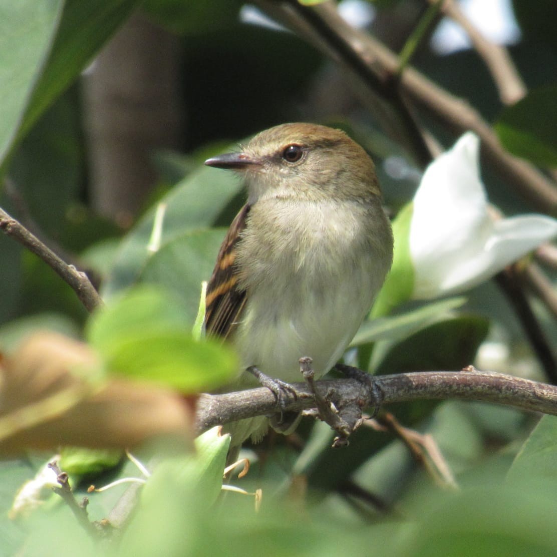 Fuscous Flycatcher - ML263575021