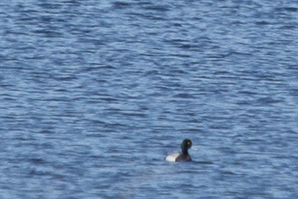 Lesser Scaup - ML26357571