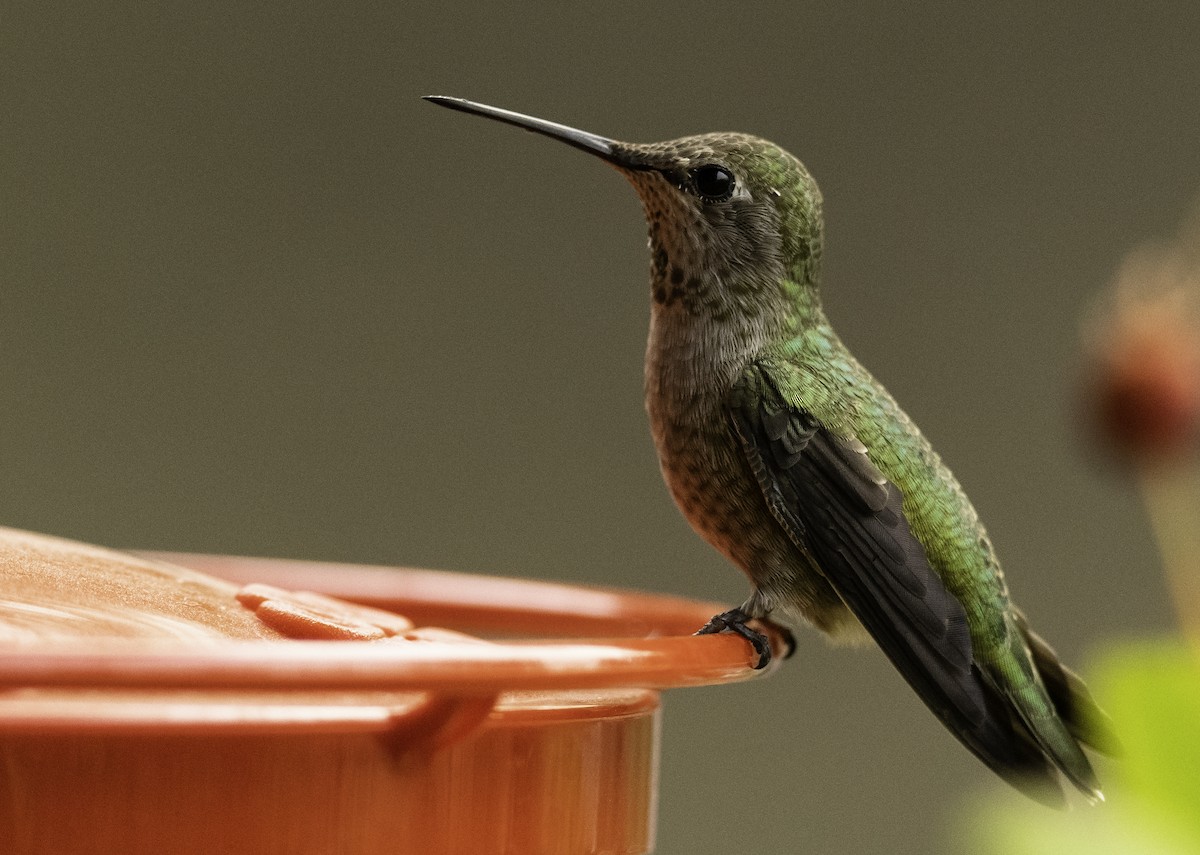 Anna's Hummingbird - ML263578131