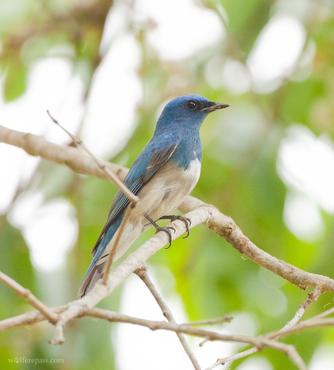Zappey's Flycatcher - Wolfe R