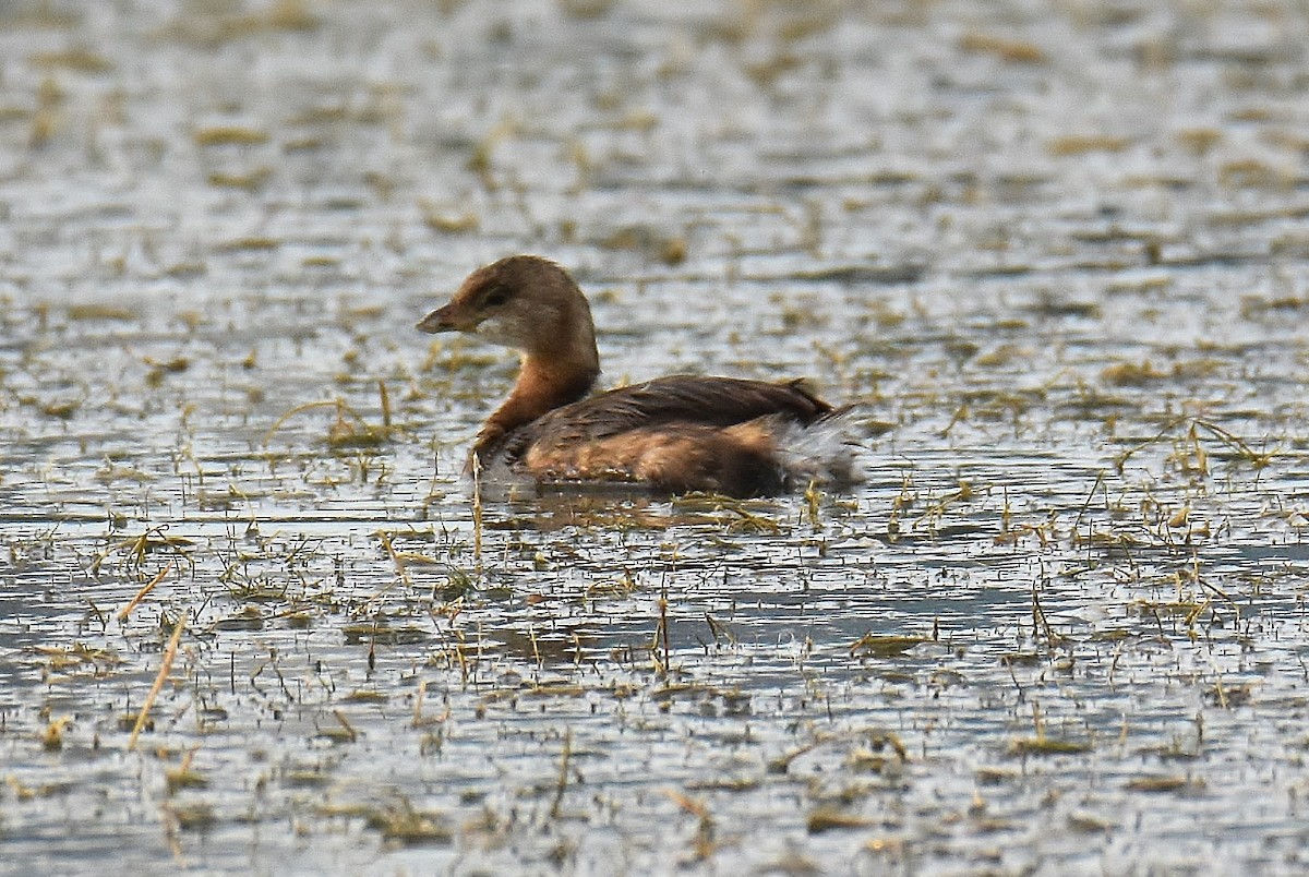 Pied-billed Grebe - Gigi A