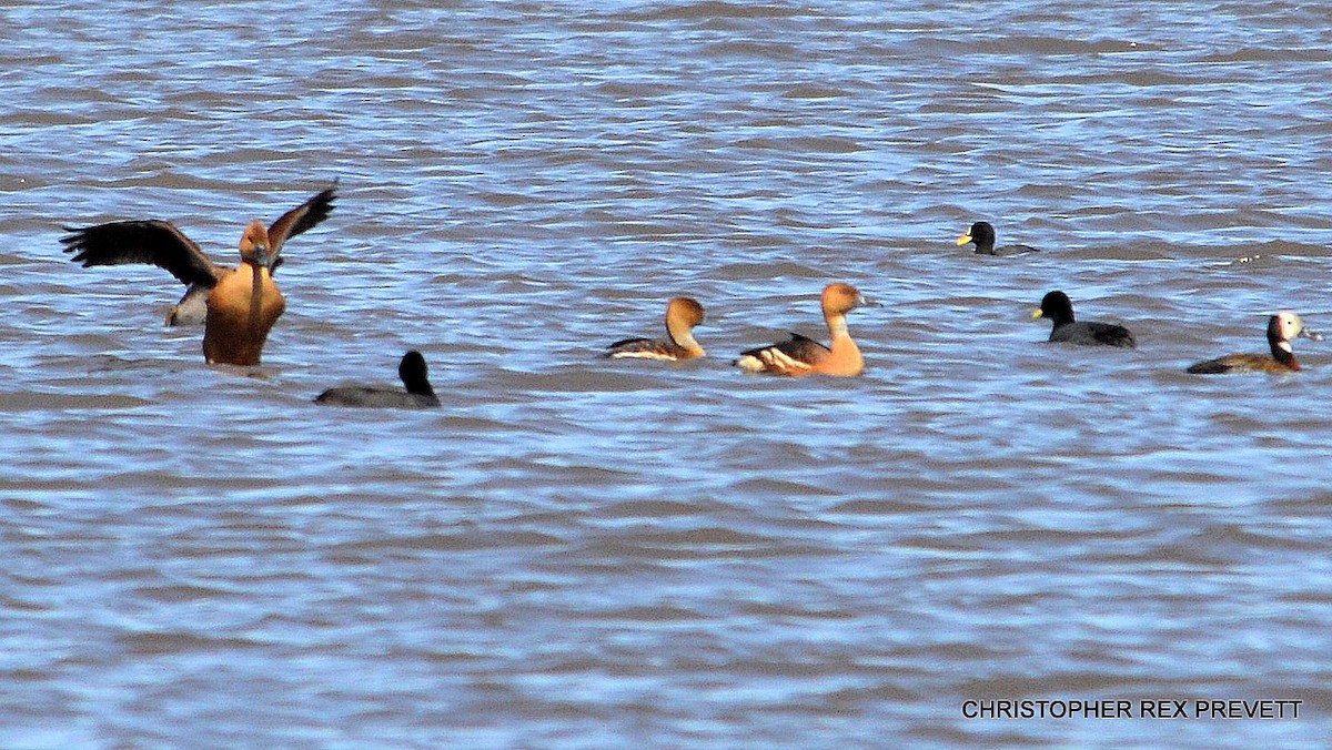 Fulvous Whistling-Duck - Christopher Rex Prevett