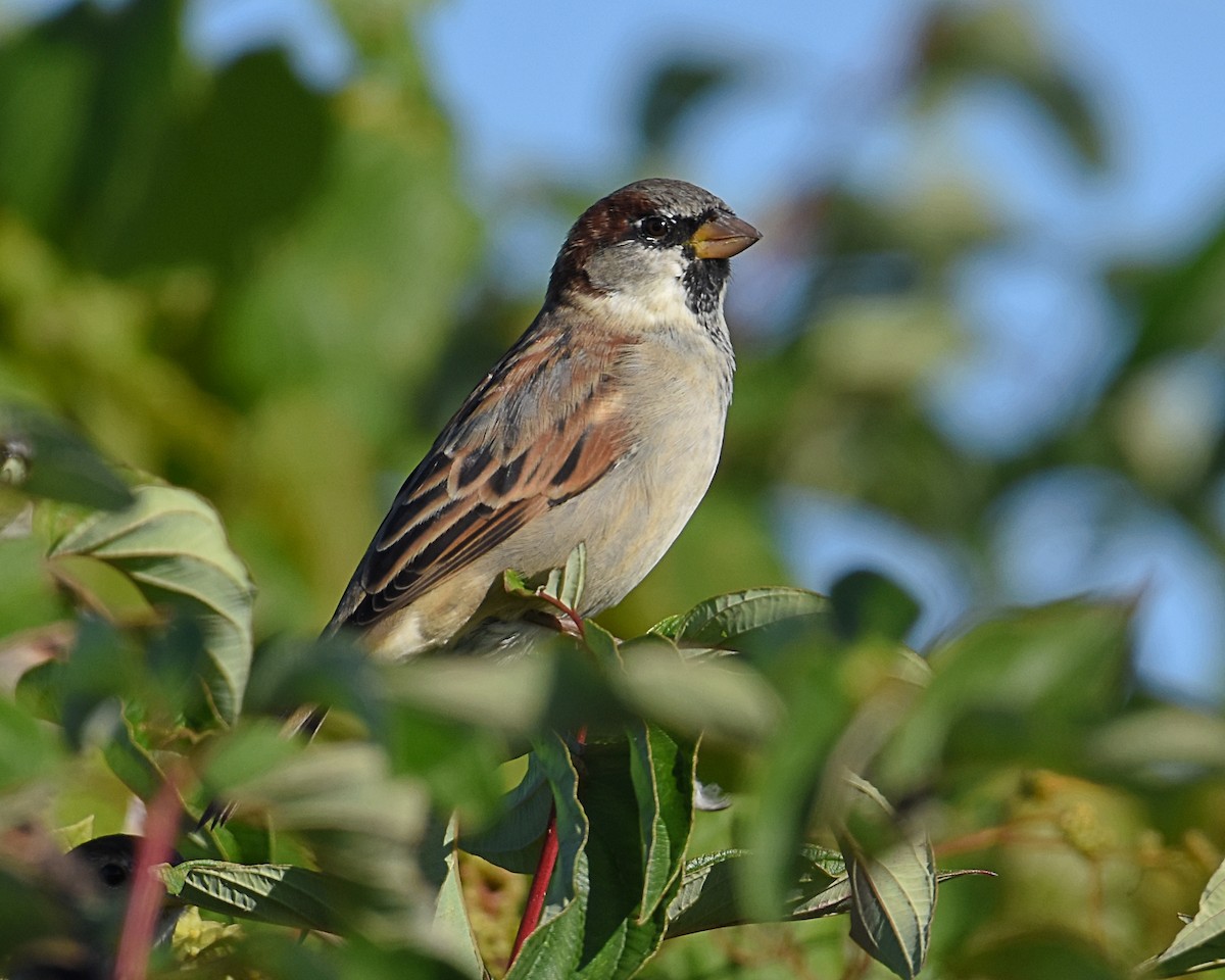 House Sparrow - Brian Hicks