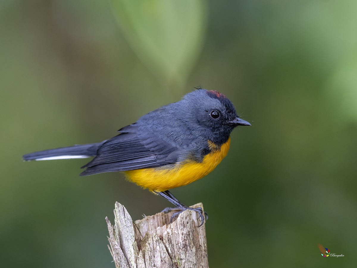 Slate-throated Redstart - Fernando Burgalin Sequeria