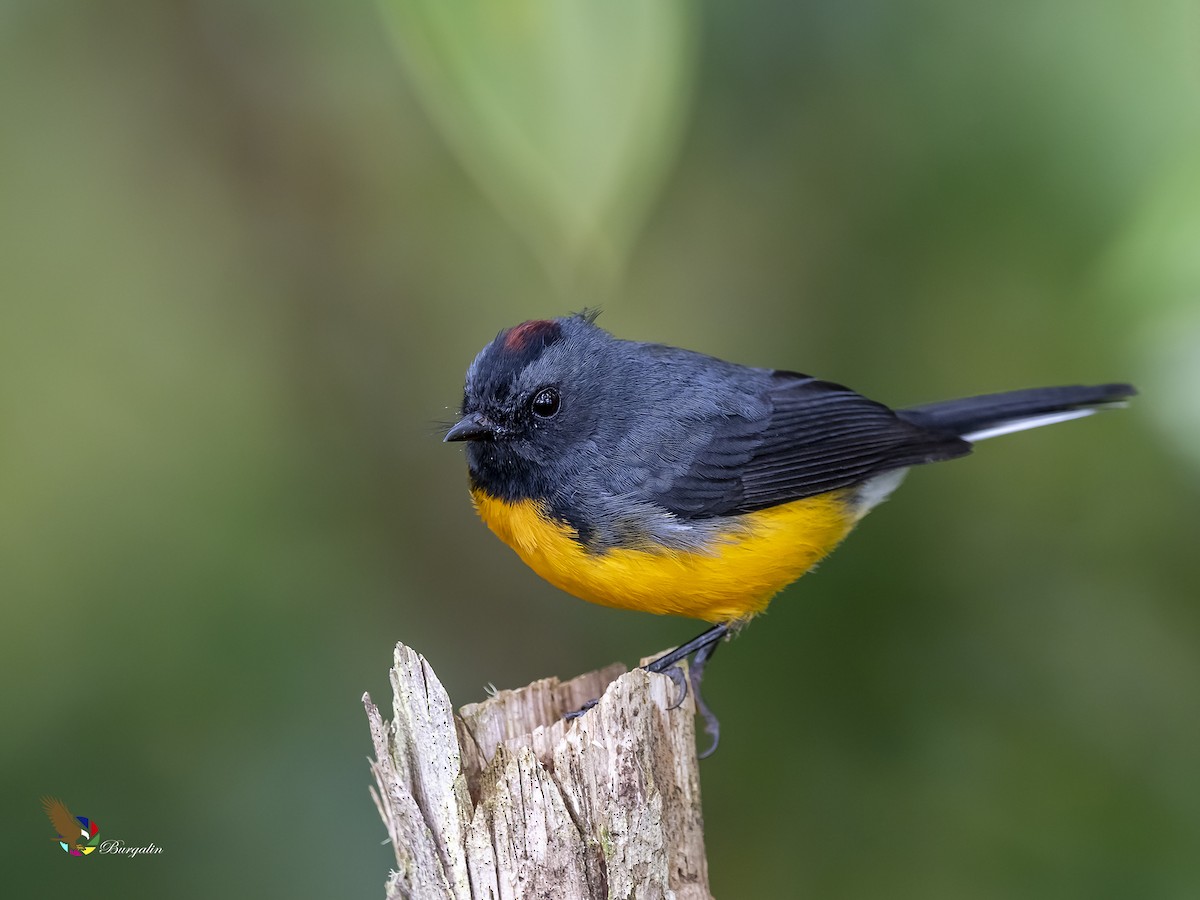 Slate-throated Redstart - ML263585551