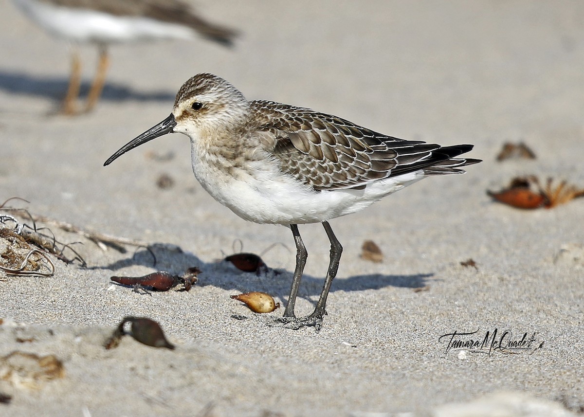 Curlew Sandpiper - Tammy McQuade